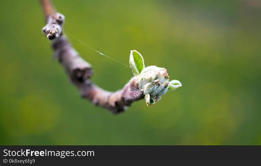 apple bud on an orchard in april