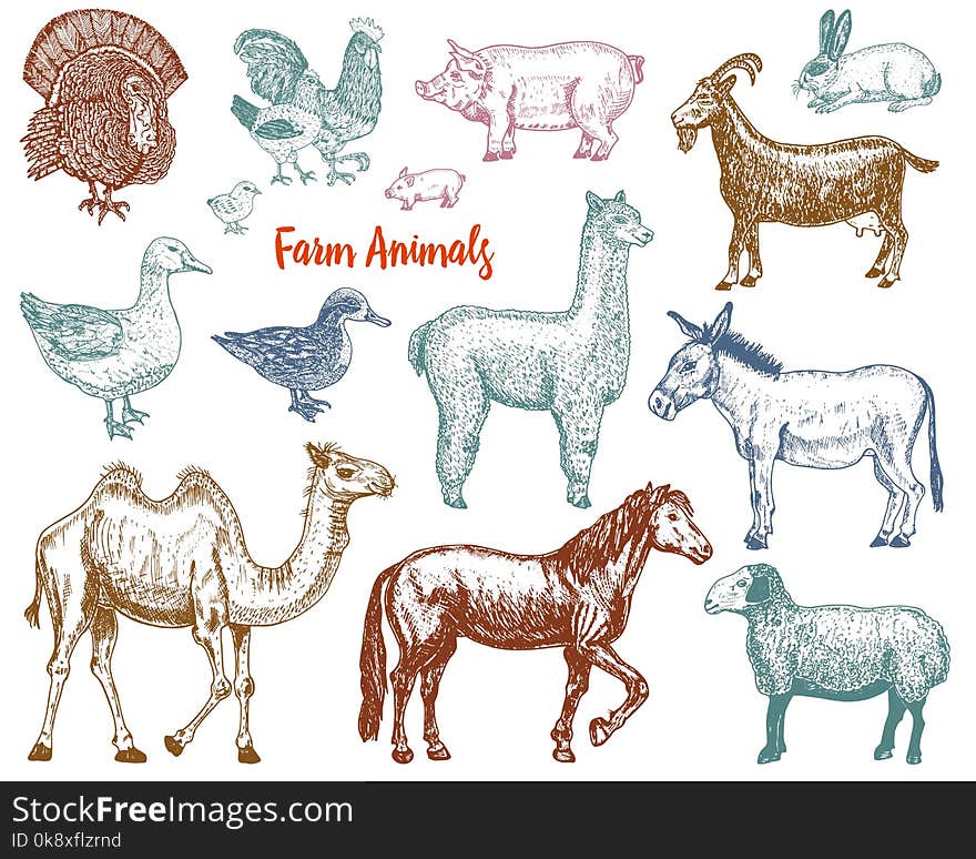 Farm Cute Animal big set. Vector illustration. Camel, horse, goat, pig, donkey, mountain sheep, llama or alpaca, turkey, cock. village pets engraved sketch hand drawn vintage style