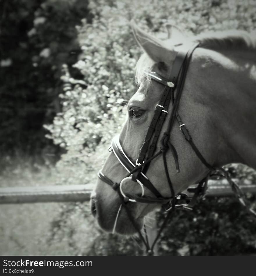 Black and white head shot of danish warmblood horse in bridle looking away and to the left. Taken in the summer in bright sunlight. Wearing diamnonte browband. Black and white head shot of danish warmblood horse in bridle looking away and to the left. Taken in the summer in bright sunlight. Wearing diamnonte browband