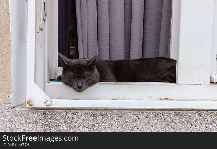 Beautiful gray cat napping on a wooden window sill, close up