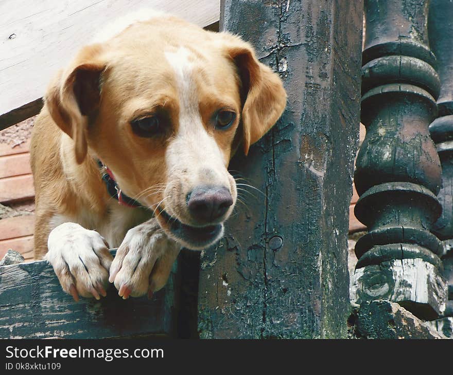 Dog leaning on a balcony