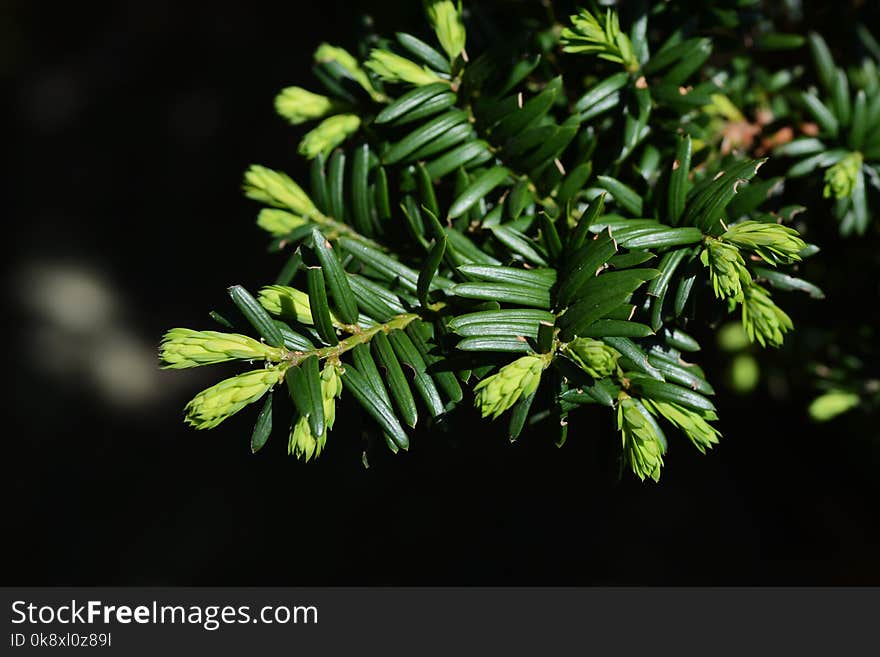 Sprout Of Torreya