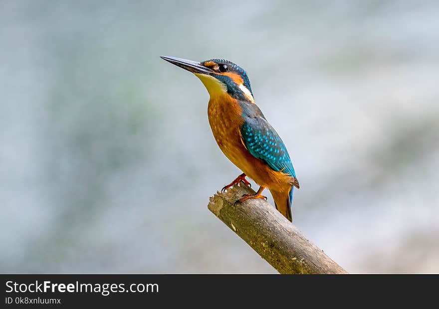 Kingfisher sitting on the bough