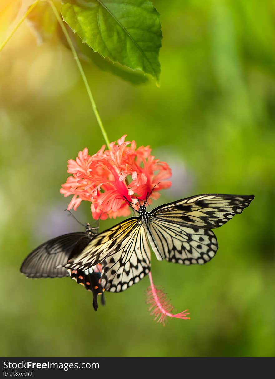 Beautiful butterfly Paper Kite, Idea leuconoe in tropical forest sitting on blossom. Tropical nature of rain forest, butterfly insect macro photography.