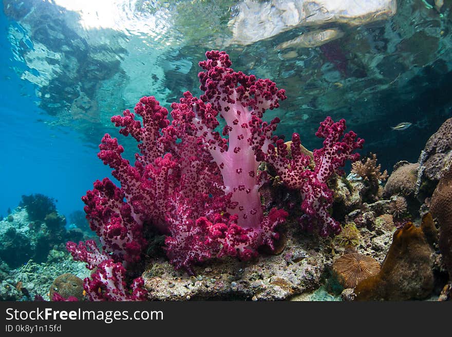 Colorful soft corals grow along the edge of a limestone island in Raja Ampat. This tropical region is known as the heart of the Coral Triangle due to its marine biodiversity. Colorful soft corals grow along the edge of a limestone island in Raja Ampat. This tropical region is known as the heart of the Coral Triangle due to its marine biodiversity.