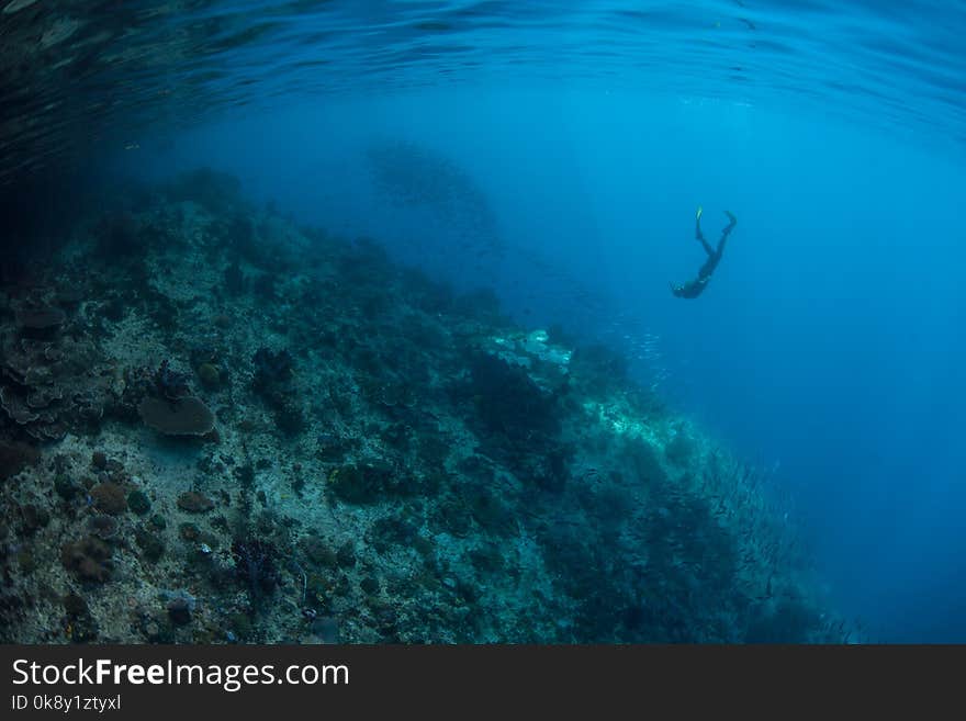 A snorkeler explores a reef slope in Raja Ampat. This tropical region is known as the heart of the Coral Triangle due to its marine biodiversity. A snorkeler explores a reef slope in Raja Ampat. This tropical region is known as the heart of the Coral Triangle due to its marine biodiversity.