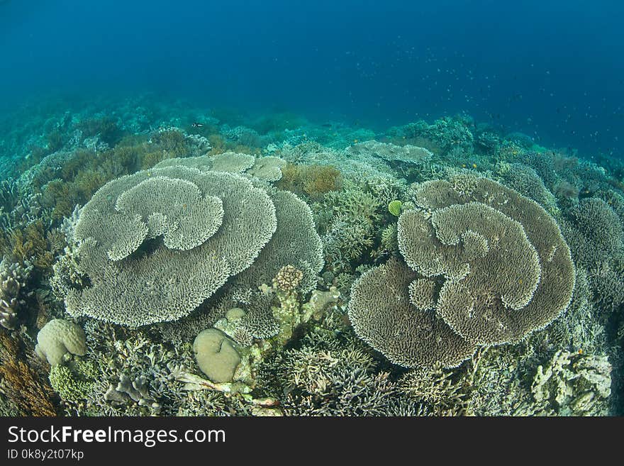 A beautiful coral reef grows in Raja Ampat, Indonesia. This tropical region is known as the heart of the Coral Triangle due to its marine biodiversity. A beautiful coral reef grows in Raja Ampat, Indonesia. This tropical region is known as the heart of the Coral Triangle due to its marine biodiversity.