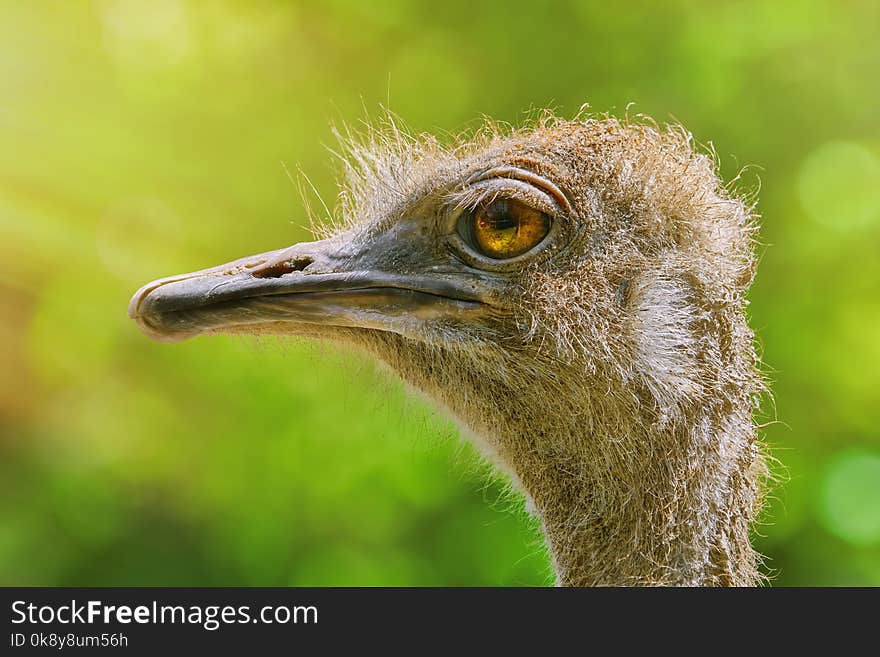 Portrait of Ostrich