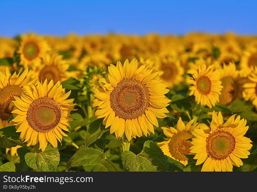 Field of Sunflowers in Bulgaria