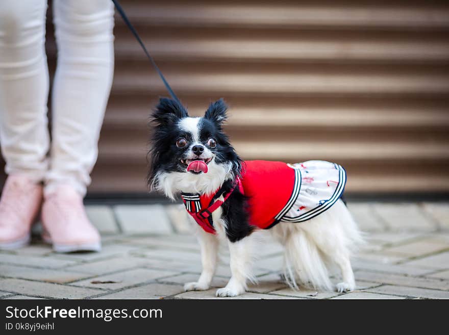 A black fluffy white, longhaired funny dog female sex with larger eyes, Chihuahua breed, dressed in red dress. animal stands at full height near feet of owner woman on background of garage outside.