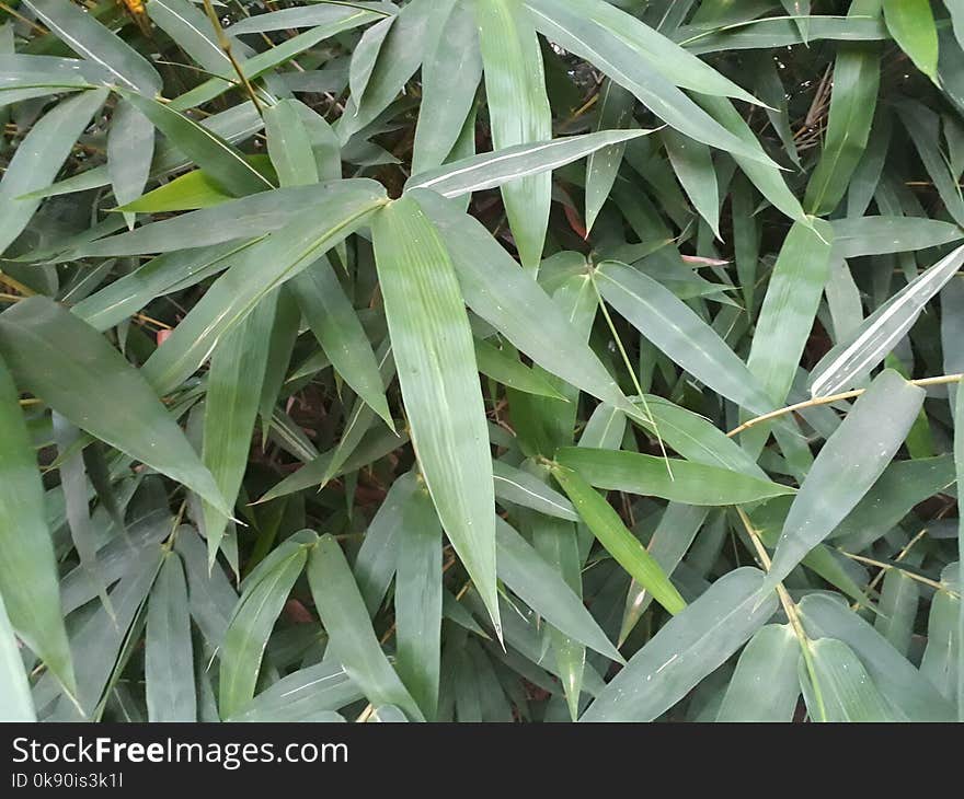 A Set Of Leaves Of Beautiful Bamboo