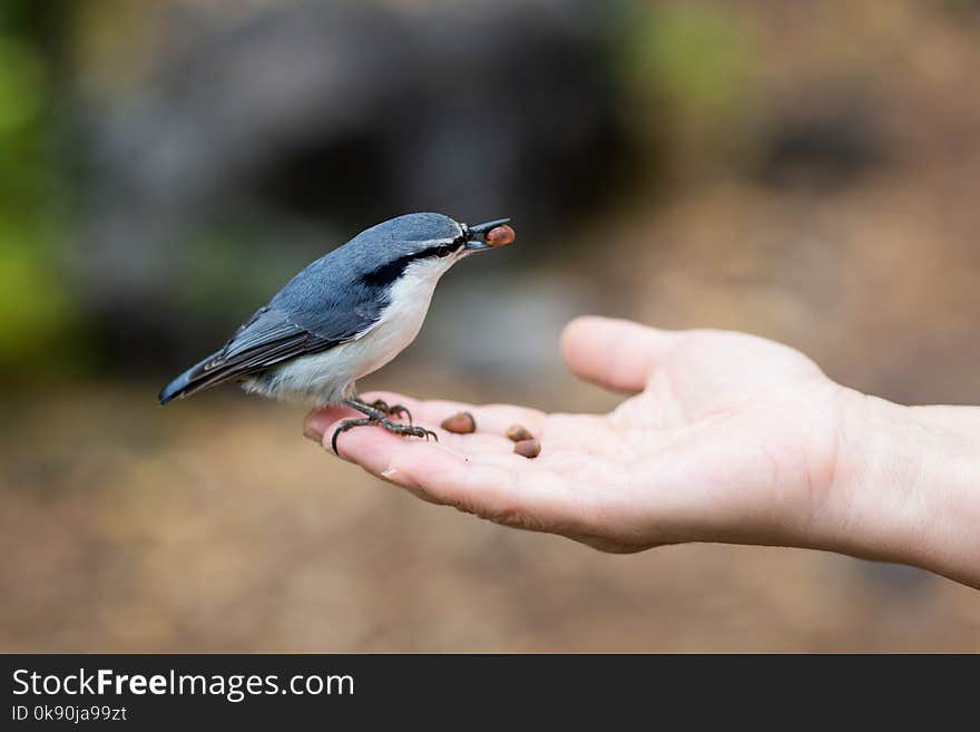 Nuthatch on the hand in the park, autumn