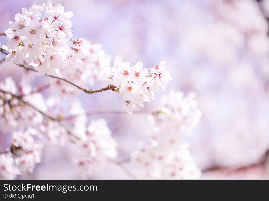 Beautiful cherry blossom sakura in spring time over blue sky.Cherry blossom in full bloom.