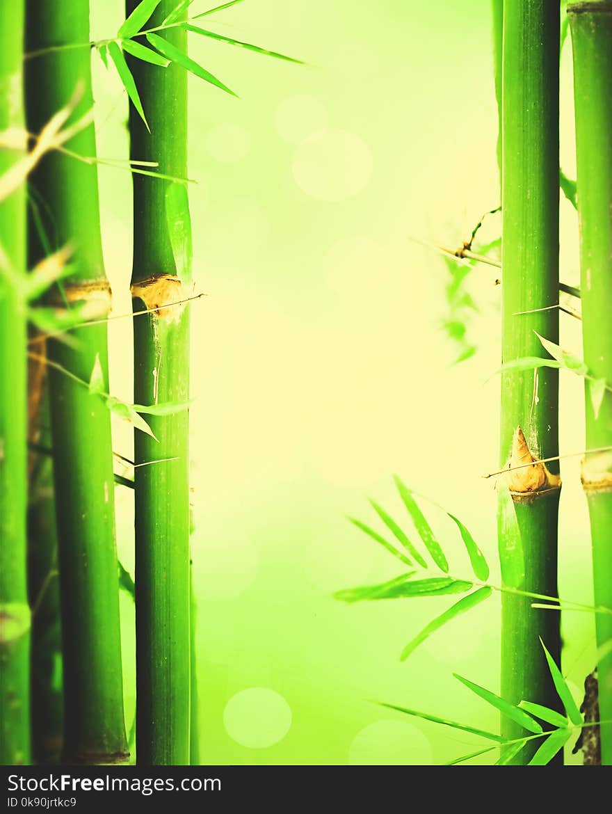 Bamboo tree with green spring background