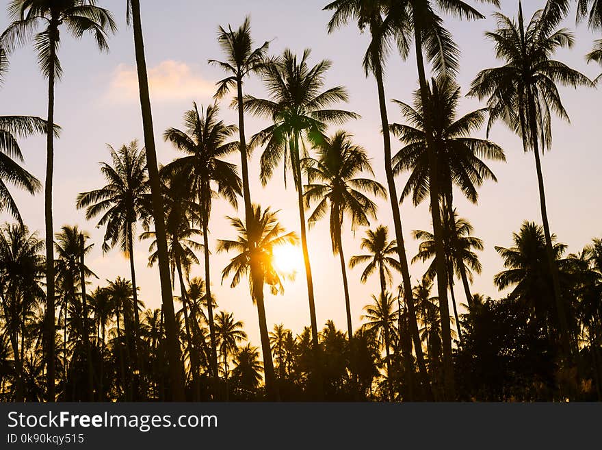 Coconut palm tree