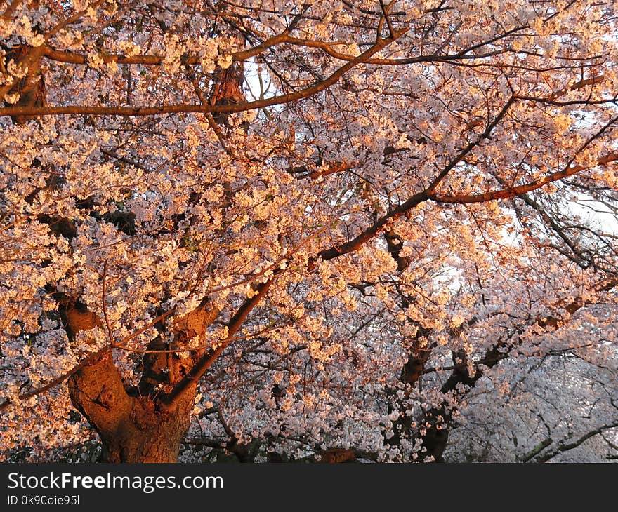 Kenwood Cherry Blossoms at Sunset