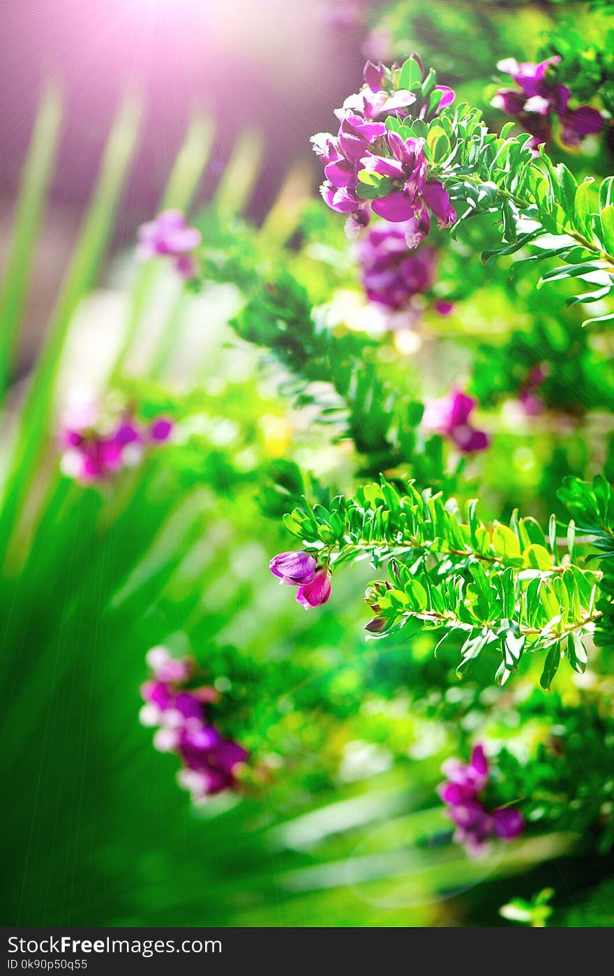 Beautiful blooming violet wild flowers on green background with copy space. Selective focus. Copy space. Blossom spring, exotic summer, sunny woman day concept