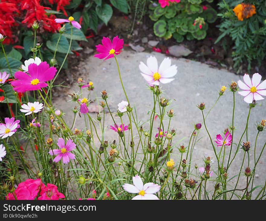 Cosmos flower