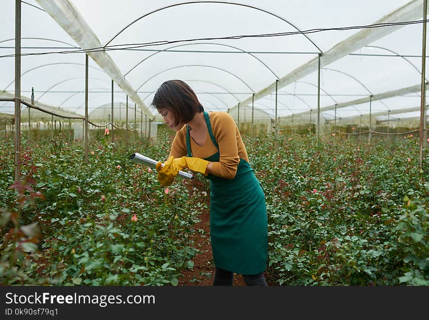 Young Vietnamese woman growing roses in greenhouse