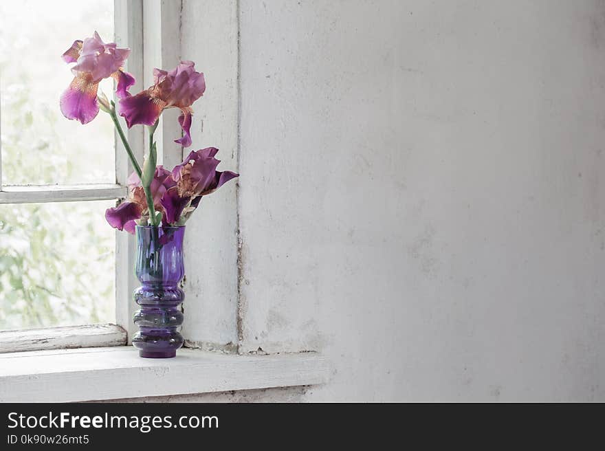 Iris in vase on windowsill