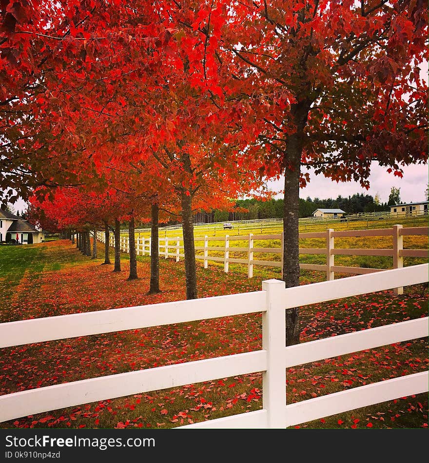 I see trees of red. I see trees of red