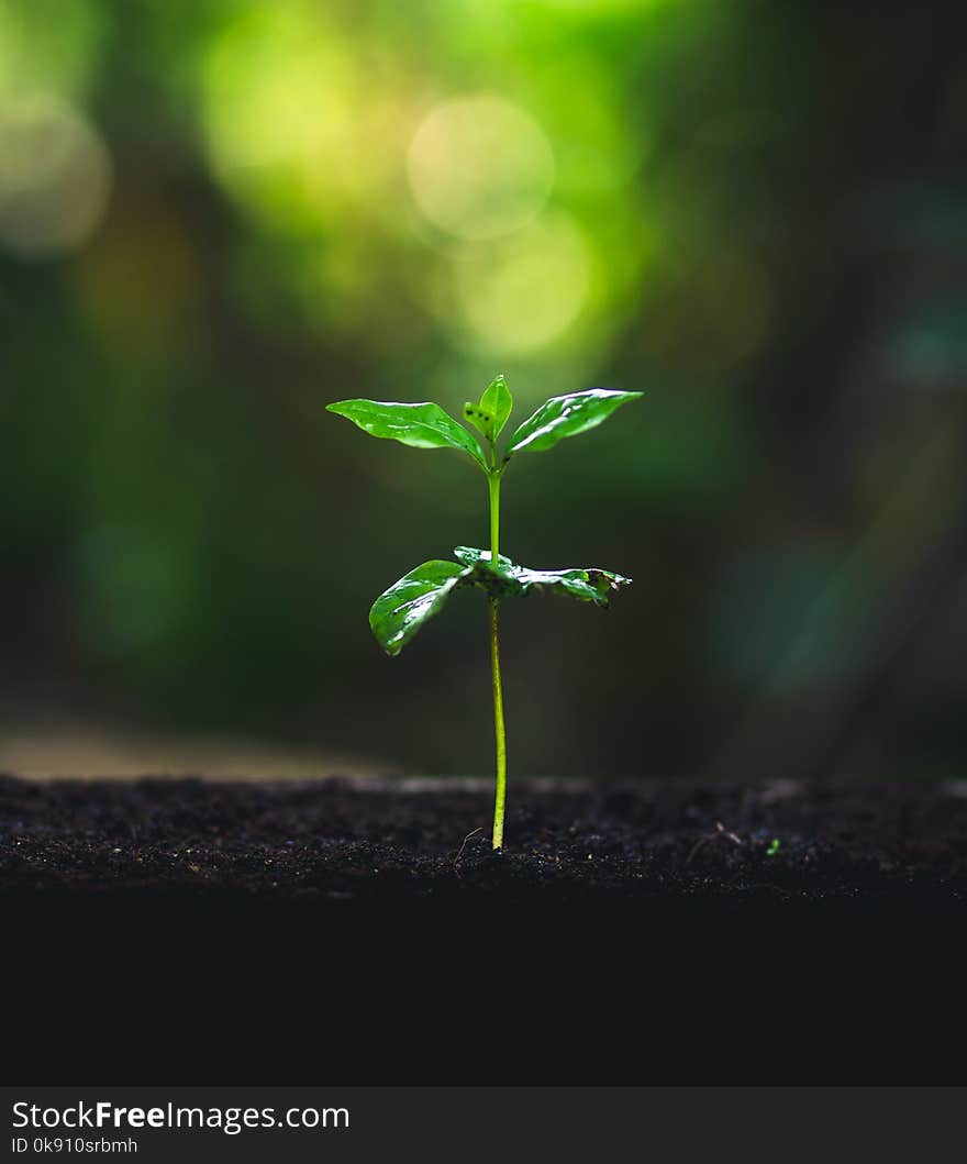 Coffee seed tree sapling in nature