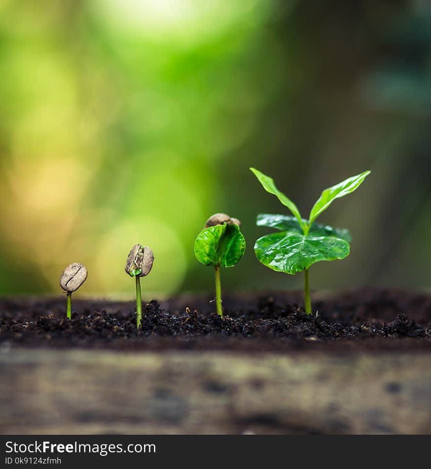 Coffee seed tree sapling in nature green