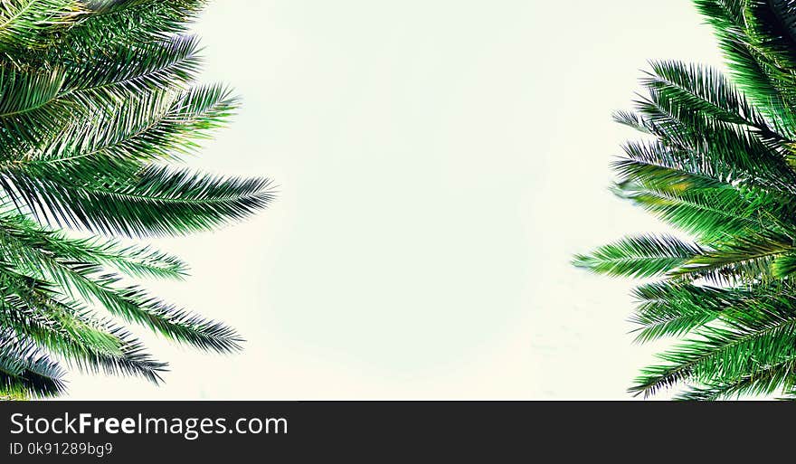 Tropical green palm leaves and branches on blue sky with copy space. Sunny day, summer concept. Sun over palm trees. Travel, holiday background. Banner.