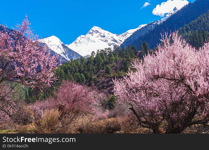 Beautiful spring scenery ,everywhere there are wild peach blossoms in LinZhi , Tibet ,China. Beautiful spring scenery ,everywhere there are wild peach blossoms in LinZhi , Tibet ,China