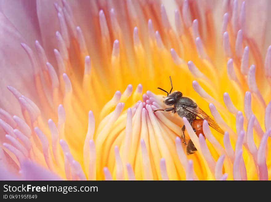 Close up honey bee working on lotus flower