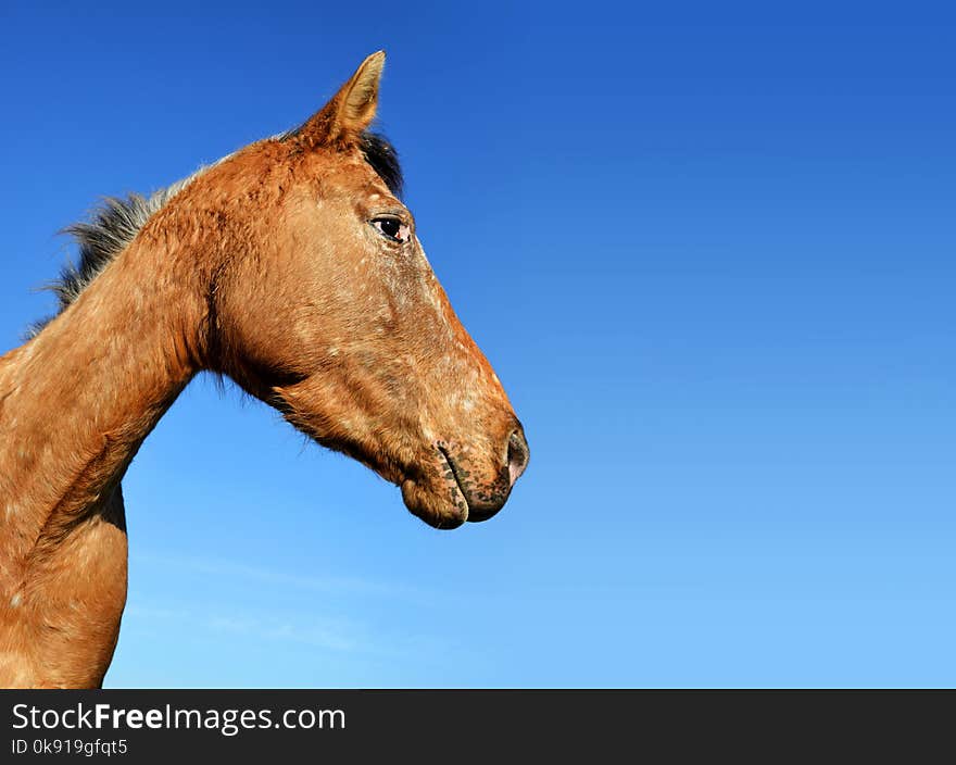 Portrait of a brown horse with blue sky in the background. Portrait of a brown horse with blue sky in the background.