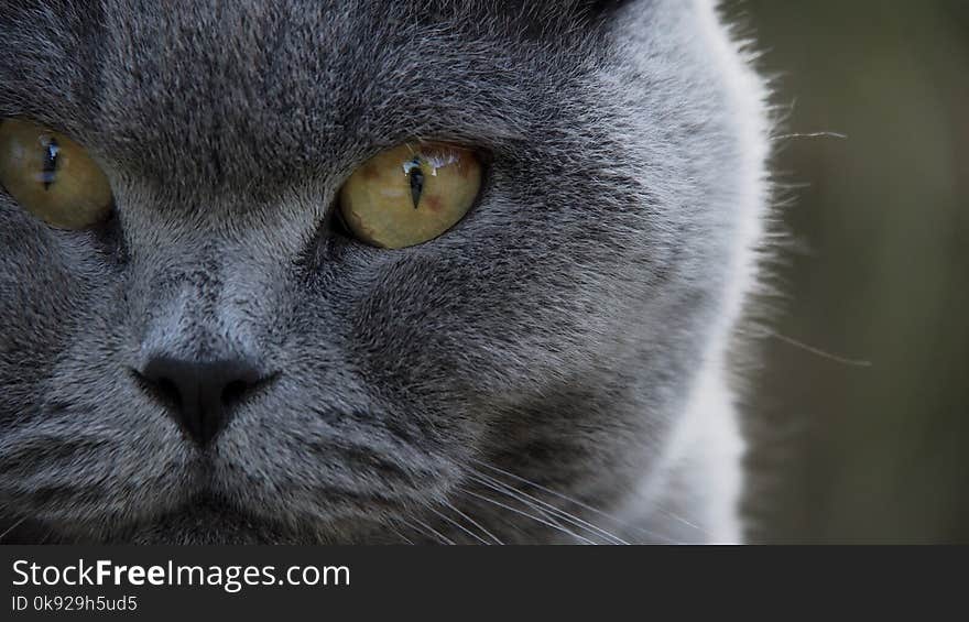 Shallow Focus of Gray Tabby Cat