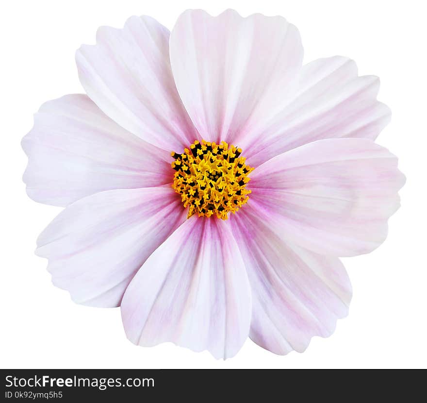 Beautiful white cosmos flower isolated on white background.