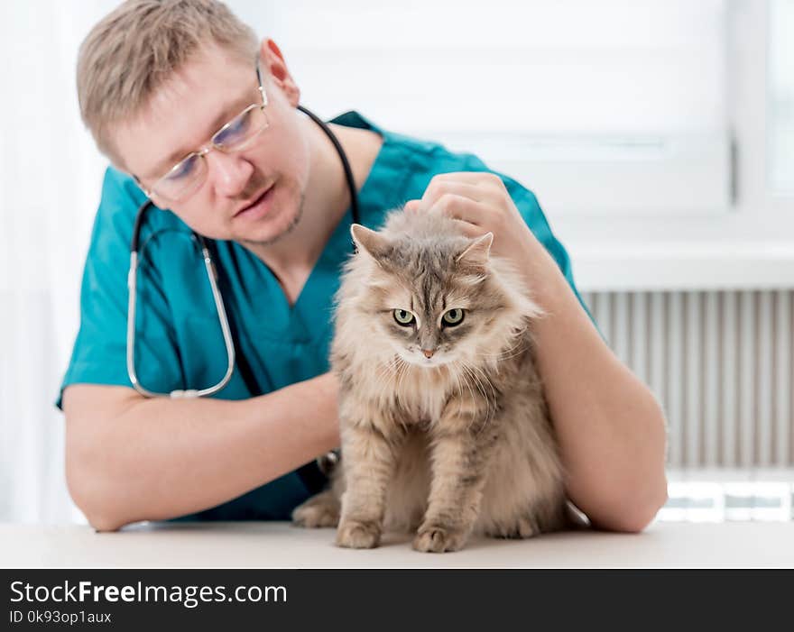 Veterinarian checking up grey cat at veterinary office. Veterinary doctor regular check-up for a cat. Pet healthcare concept. Veterinarian checking up grey cat at veterinary office. Veterinary doctor regular check-up for a cat. Pet healthcare concept