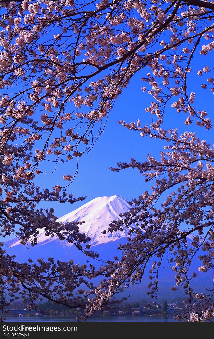 Cherry blossoms in blue sky and Mt. Fuji from Lake Kawaguchi Japan