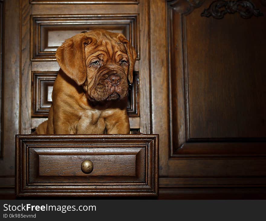 Bordeaux Dog Puppy - French Mastiff - Eight Weeks