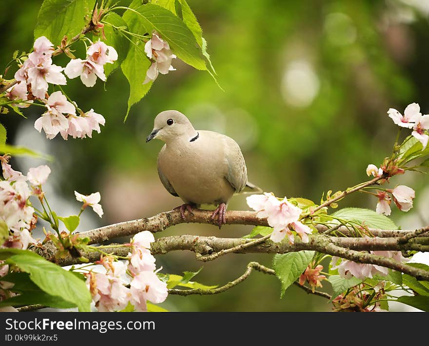 Bird, Branch, Fauna, Beak