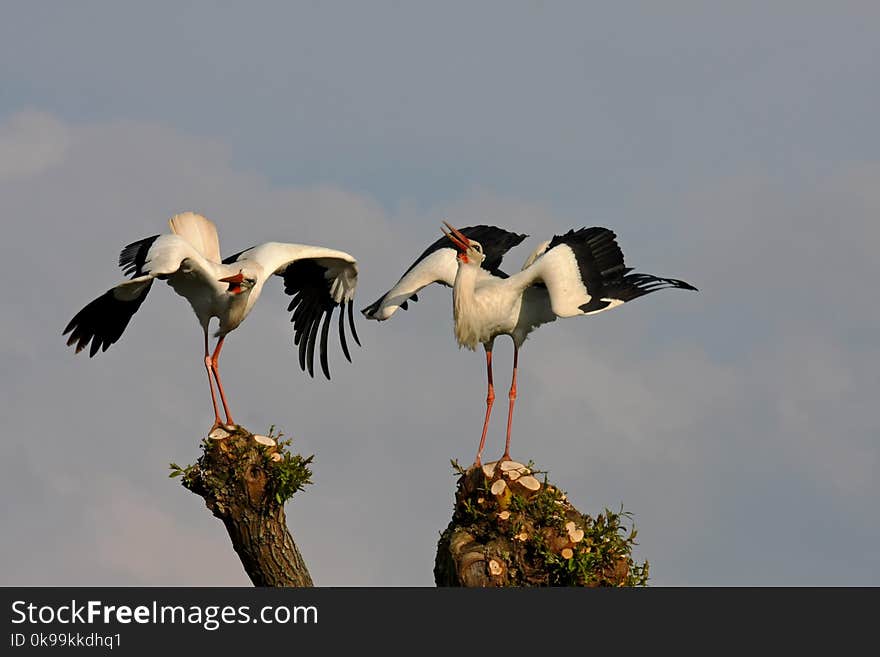 Bird, White Stork, Stork, Ciconiiformes