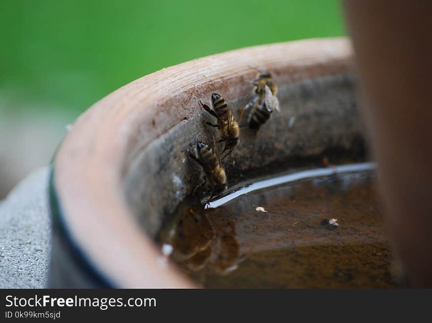 Insect, Membrane Winged Insect, Organism, Bee