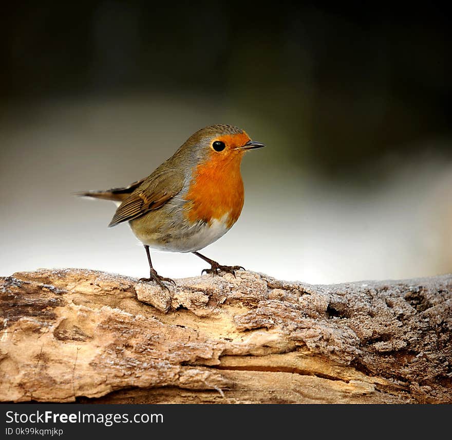 Bird, European Robin, Fauna, Beak