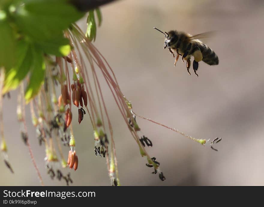 Insect, Bee, Honey Bee, Membrane Winged Insect