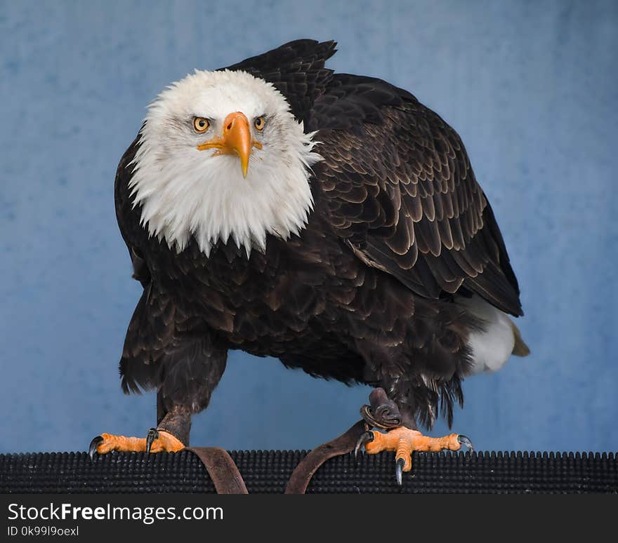 Eagle, Bird Of Prey, Beak, Bald Eagle