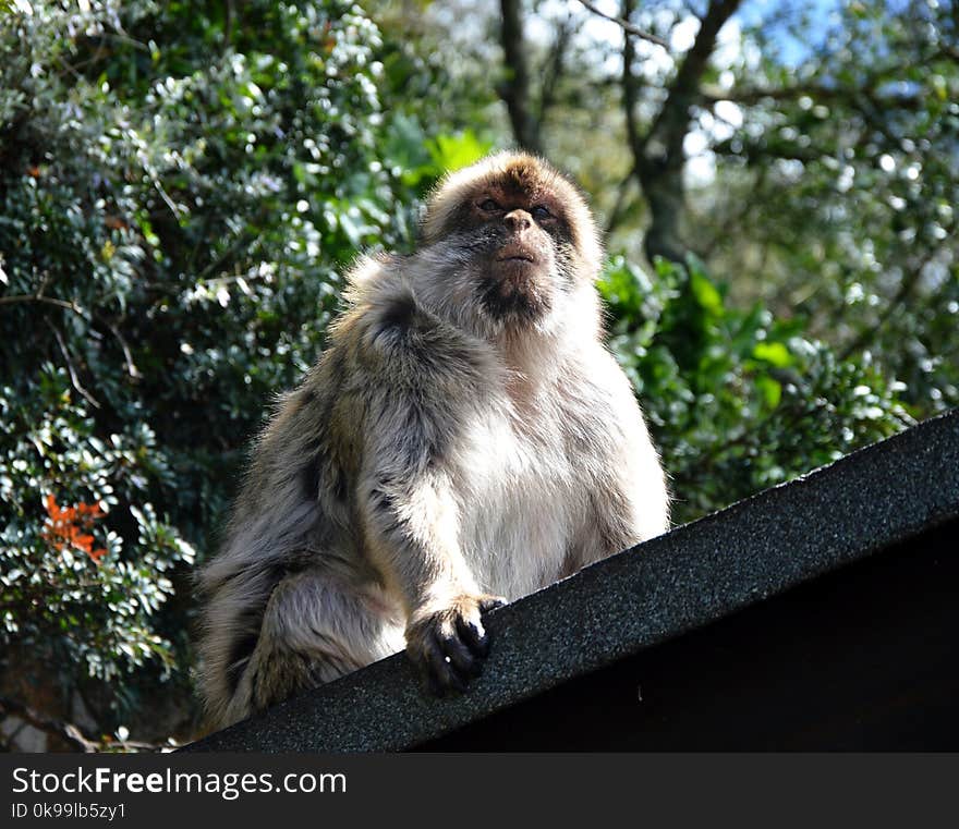 Macaque, Fauna, Primate, Wildlife