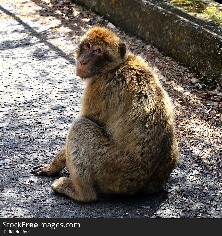 Macaque, Mammal, Fauna, Primate