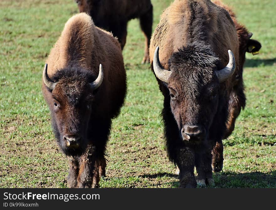 Bison, Cattle Like Mammal, Grazing, Grassland