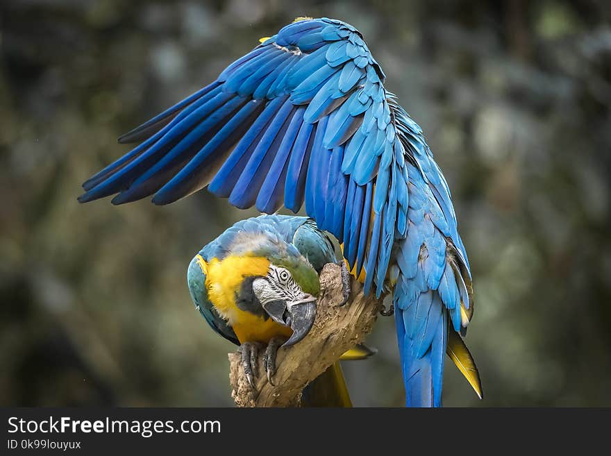 Bird, Macaw, Beak, Parrot