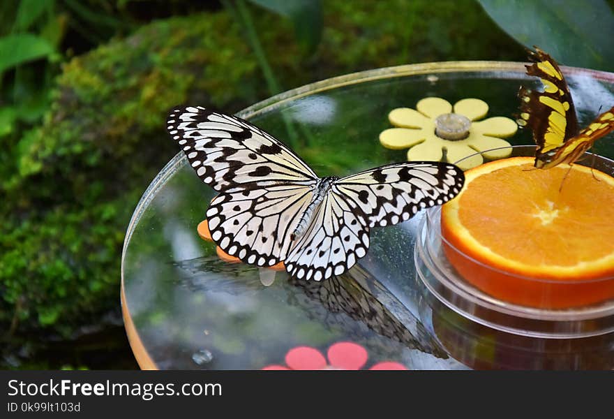 Butterfly, Moths And Butterflies, Monarch Butterfly, Insect