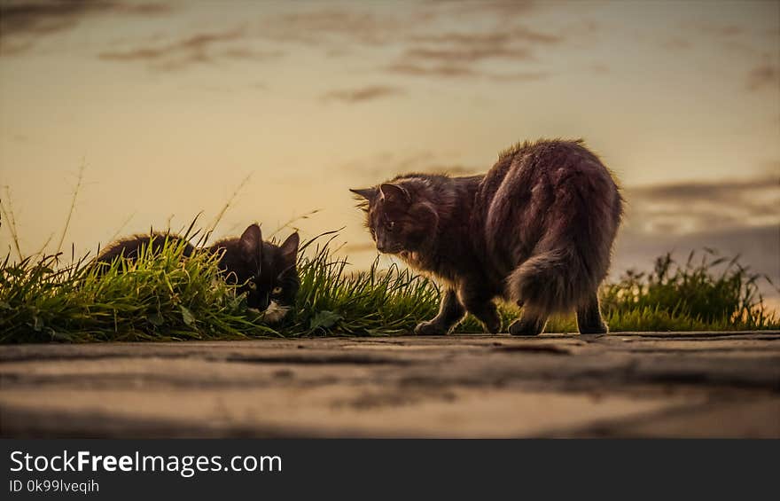 Fauna, Wildlife, Whiskers, Sunlight