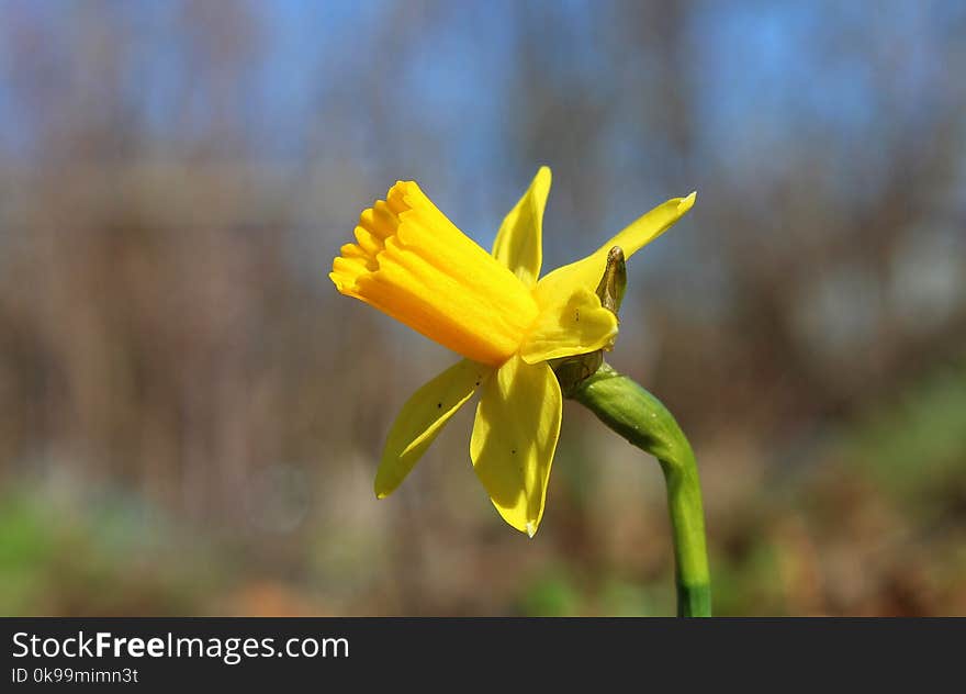 Flower, Yellow, Flora, Plant