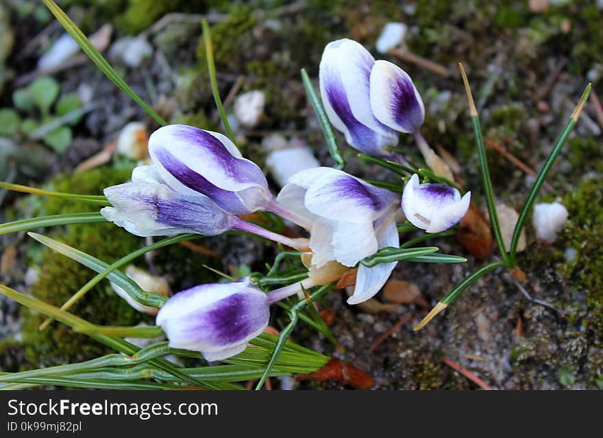 Plant, Flower, Flora, Flowering Plant